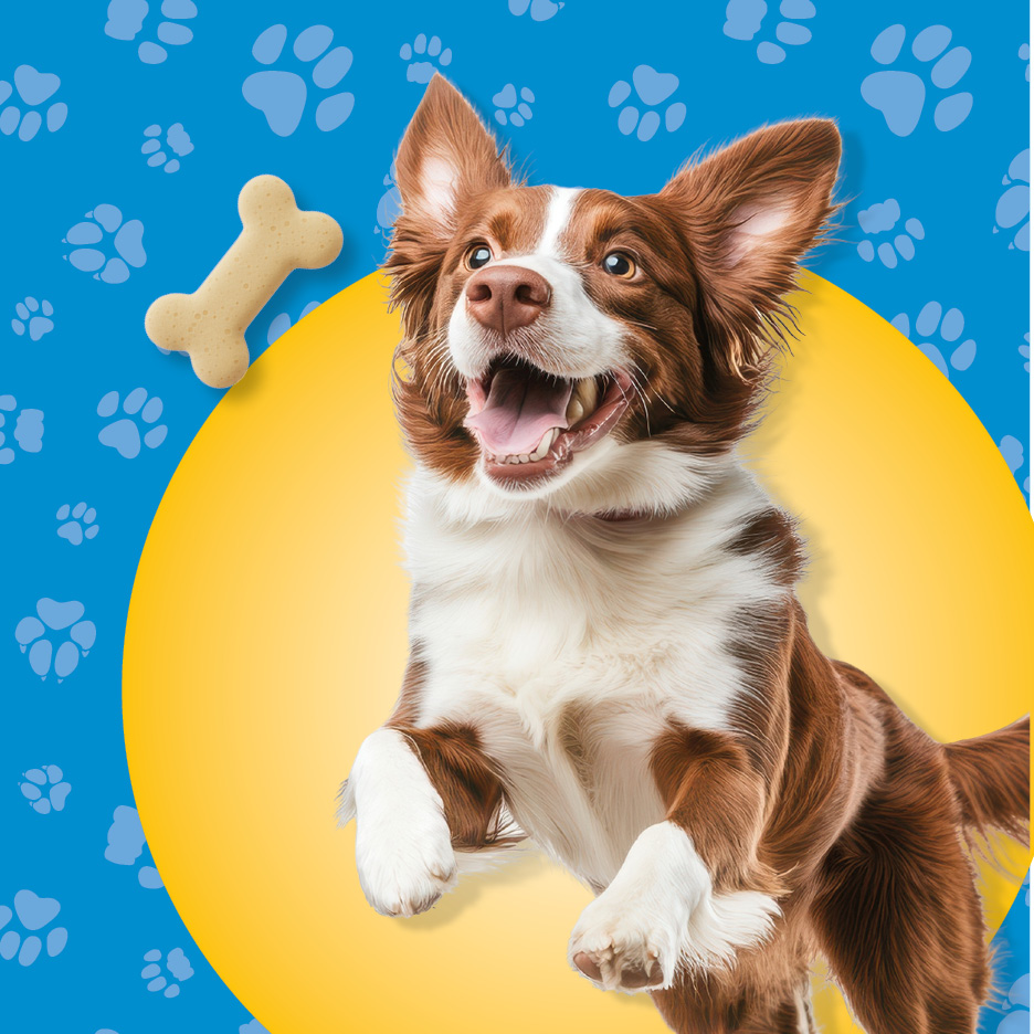Happy brown and white dog jumping for a bone-shaped treat on a blue background with paw prints.