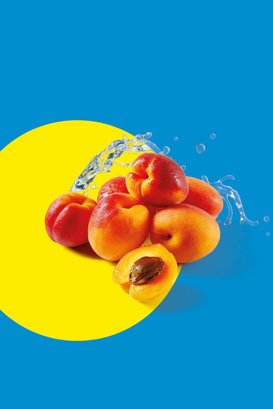 Fresh apricots with water splashes on a blue and yellow background.