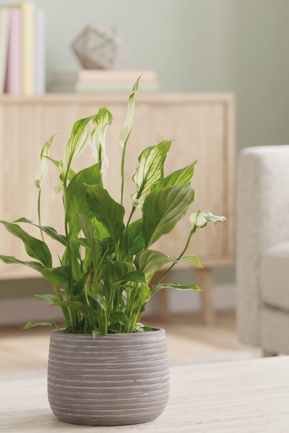 Peace lily plant in a grey pot on a table, with a wooden cabinet in the background.