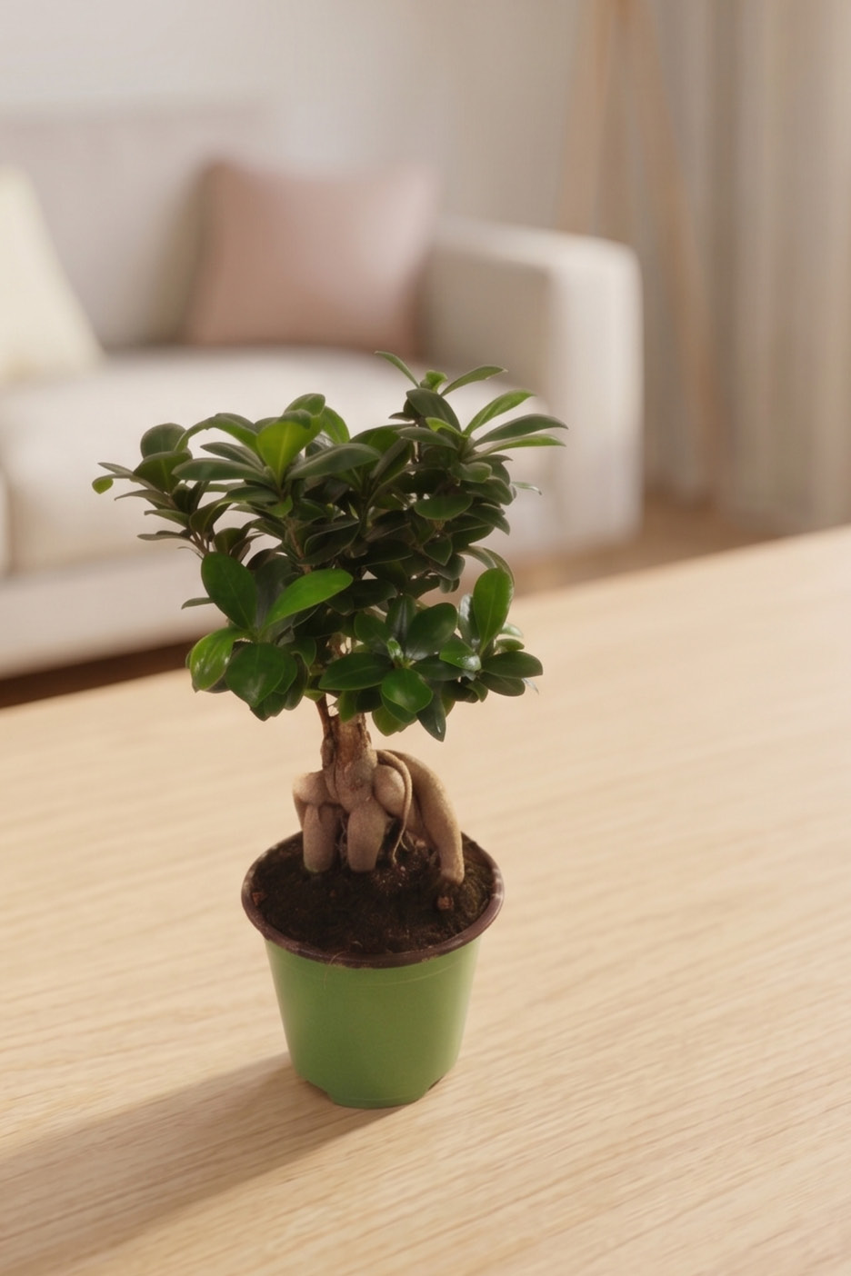 Small potted bonsai tree on a light wooden table, with a blurred sofa in the background.