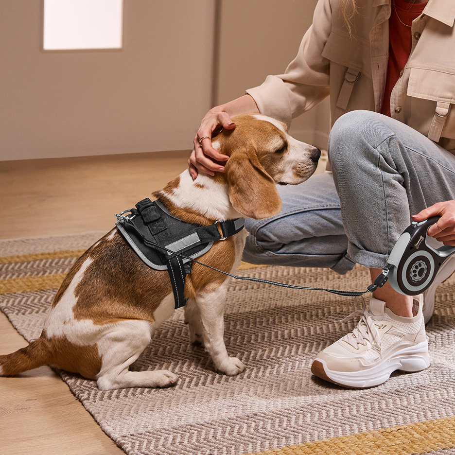 A person petting a beagle wearing a dog harness, holding a retractable dog leash.